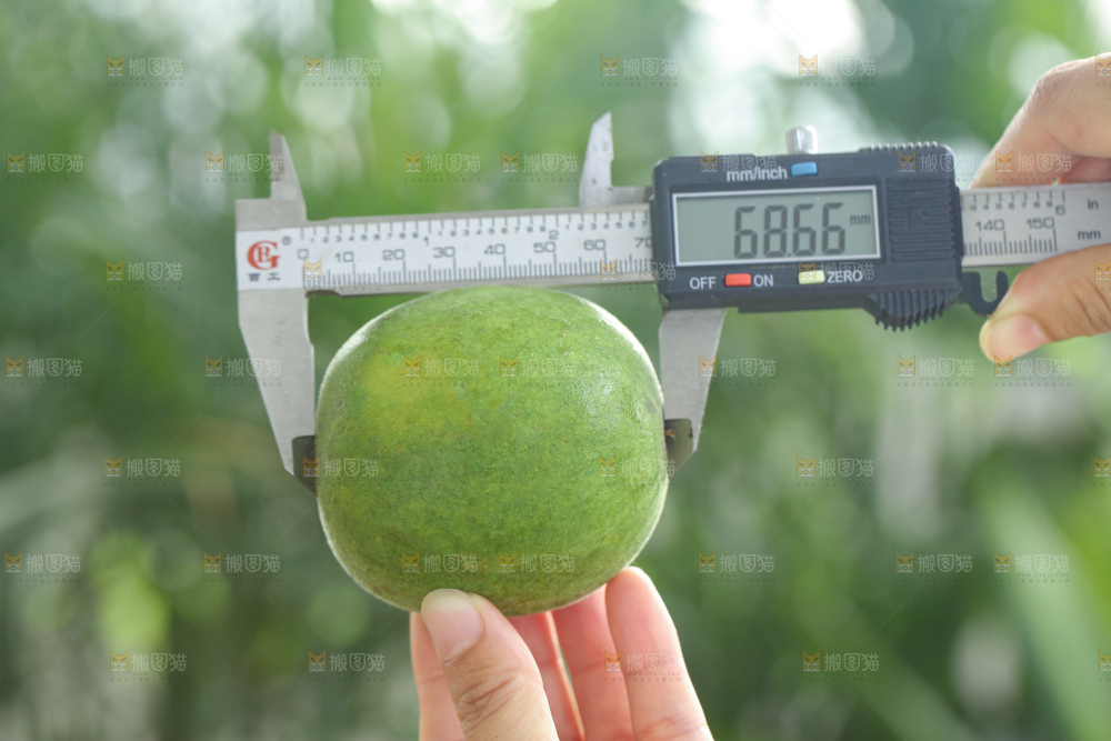 浅底上新鲜罗汉果