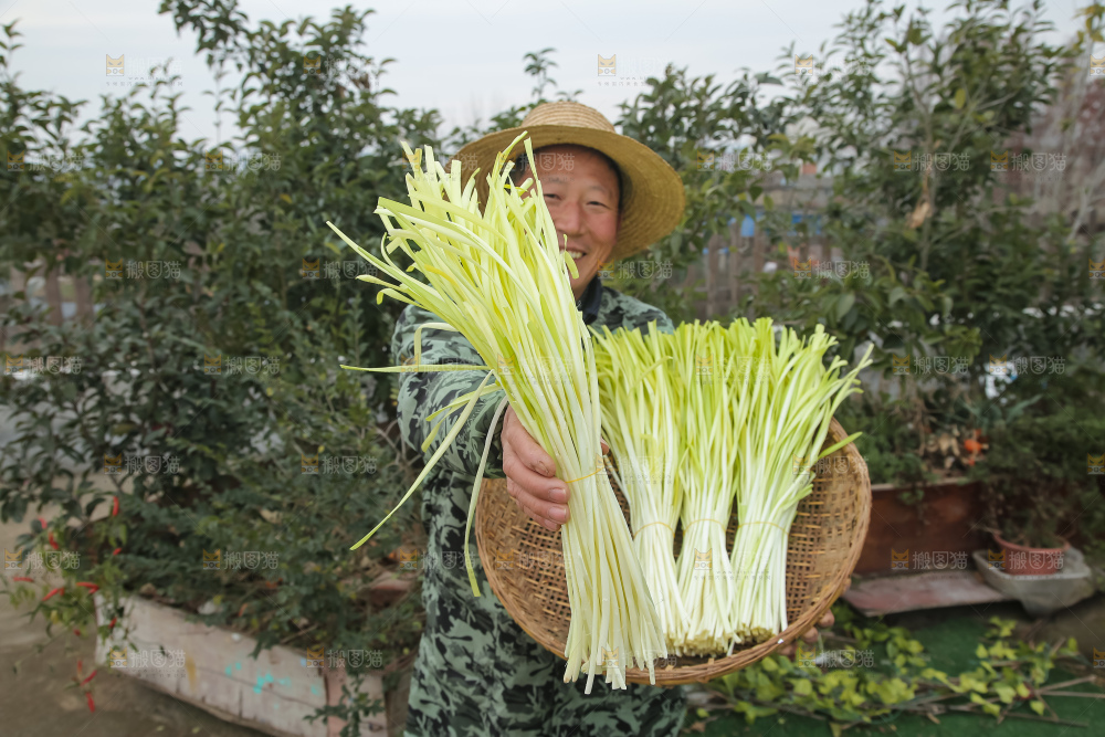 手上拿着新鲜韭黄
