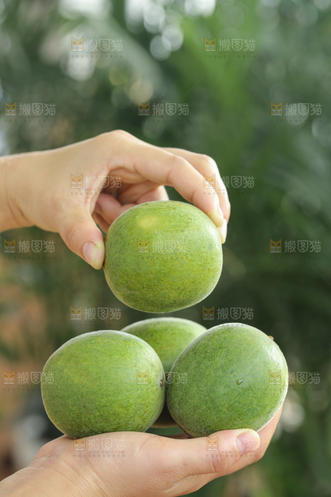 浅底上新鲜罗汉果