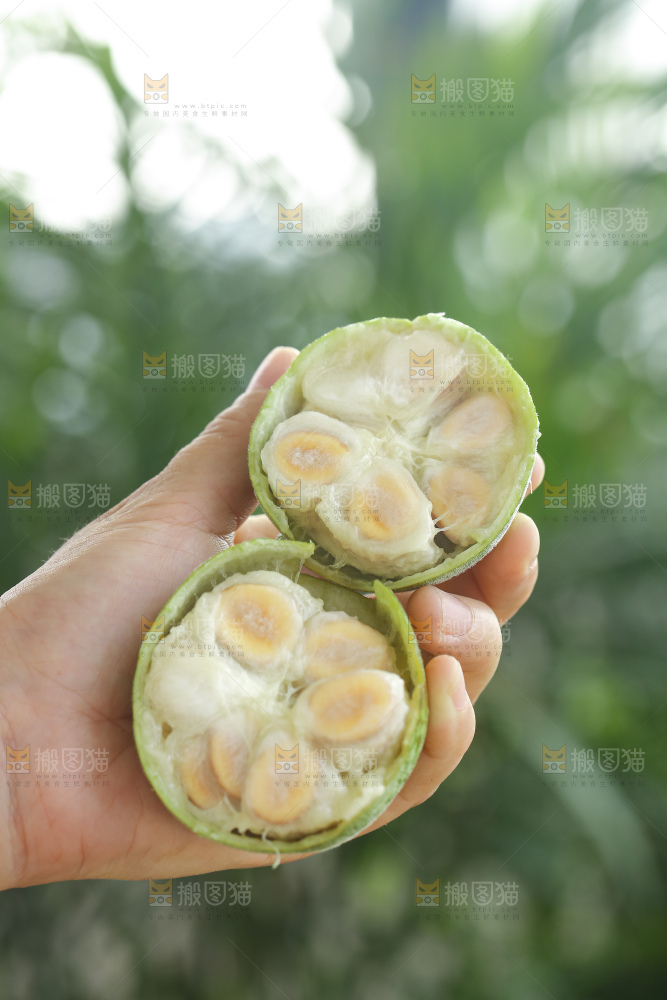 浅底上新鲜罗汉果