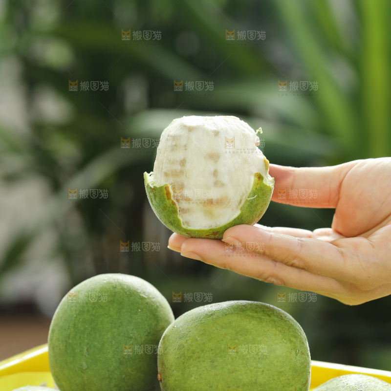 浅底上新鲜罗汉果