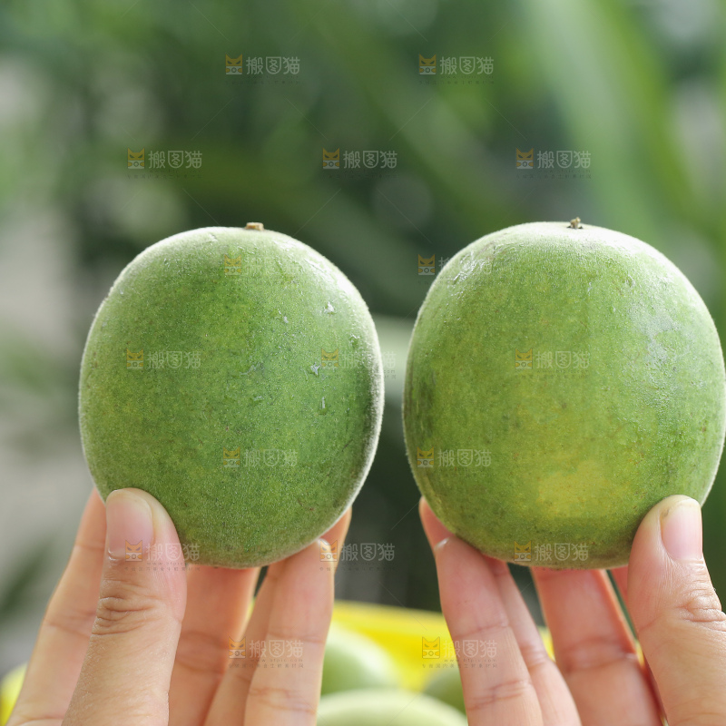 浅底上新鲜罗汉果