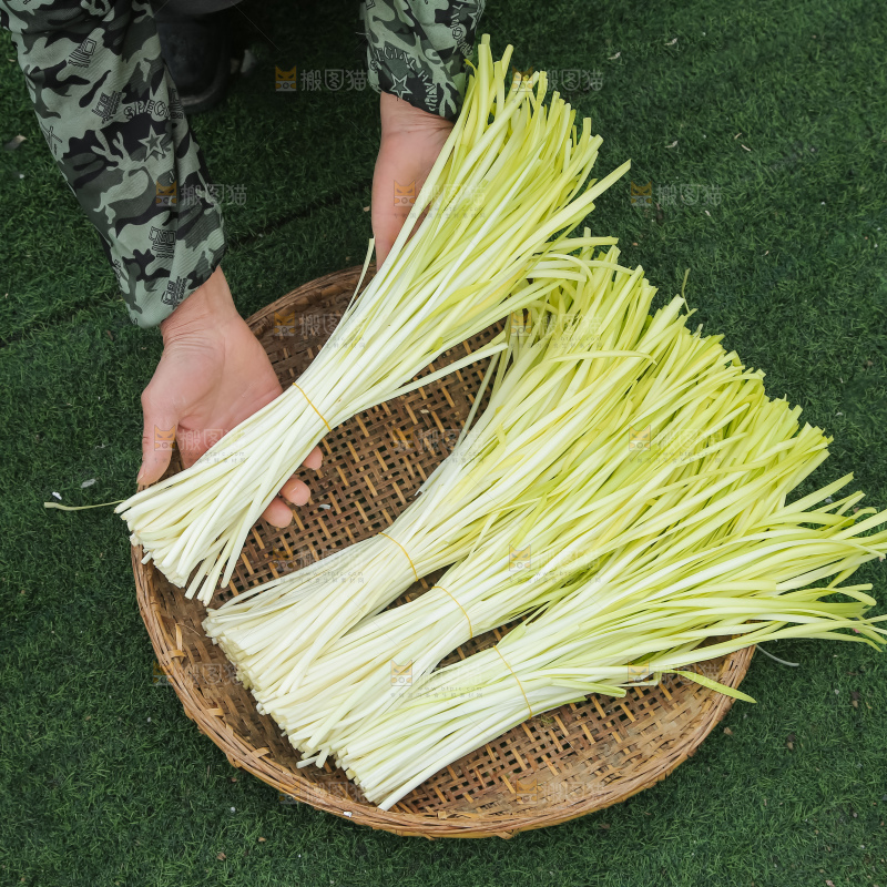 手上拿着新鲜韭黄
