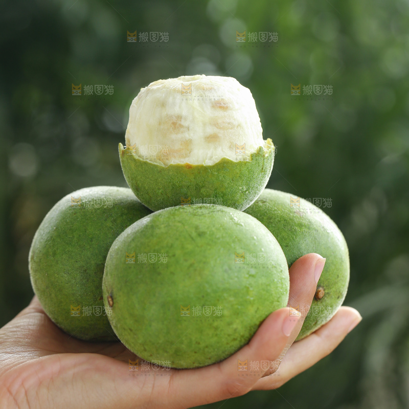 浅底上新鲜罗汉果