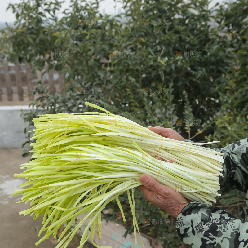手上拿着新鲜韭黄