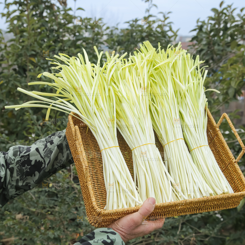 手上拿着新鲜韭黄