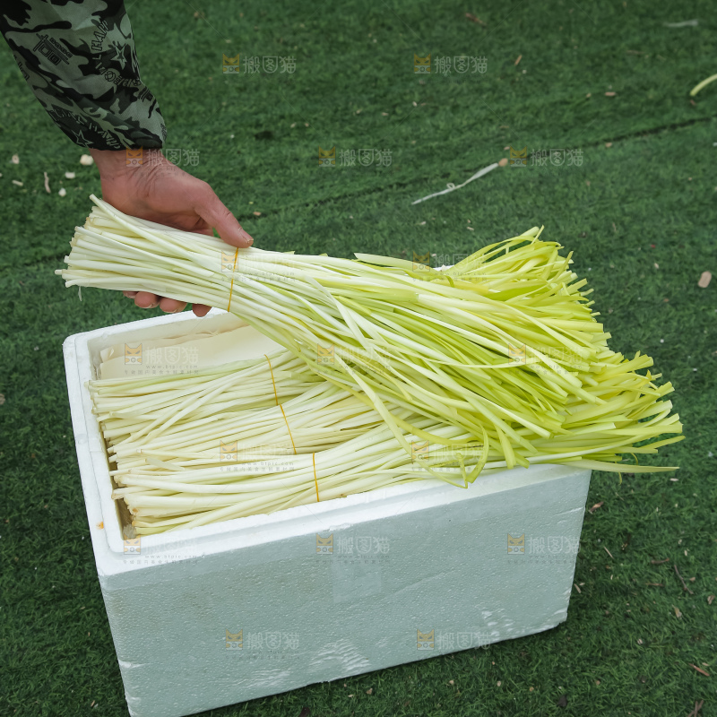 手上拿着新鲜韭黄
