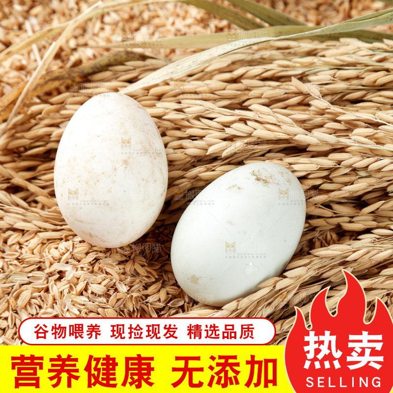 浅底上的鸭蛋