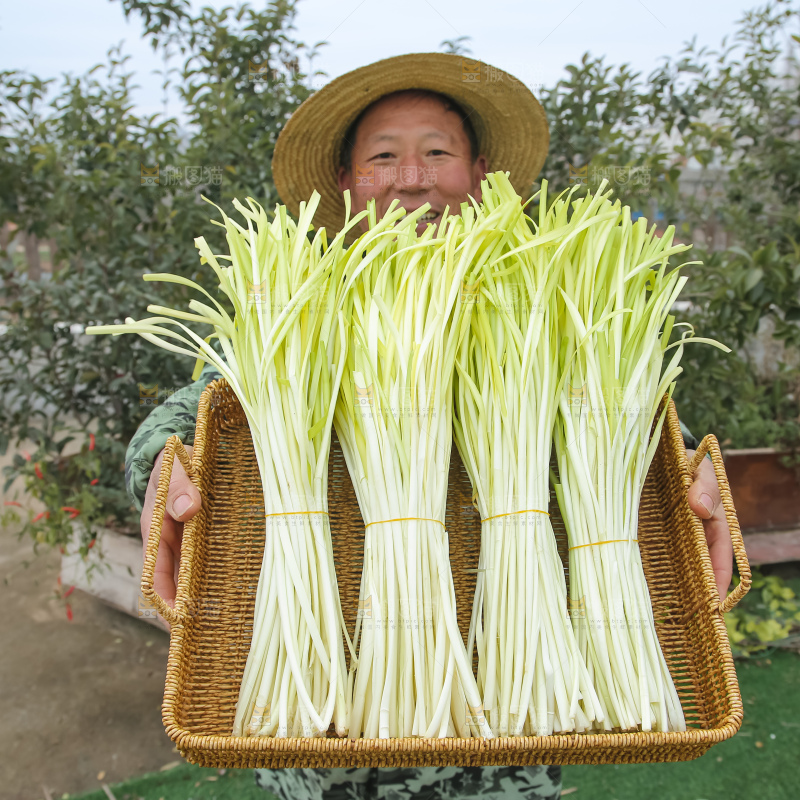 手上拿着新鲜韭黄
