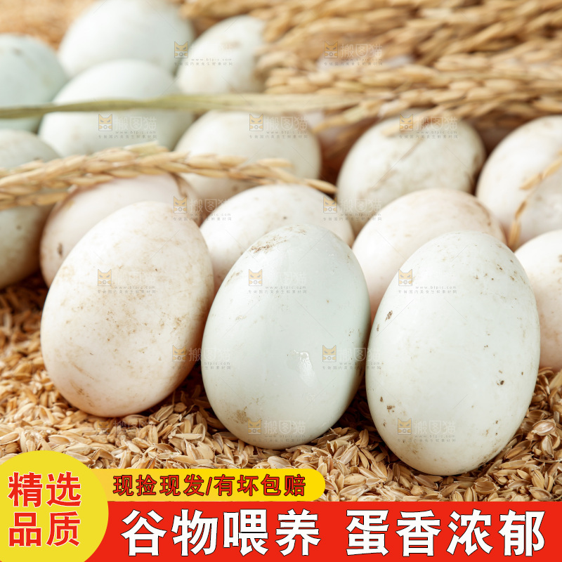 浅底上的鸭蛋