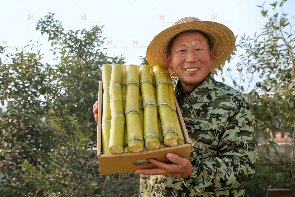 新鲜的青皮甘蔗