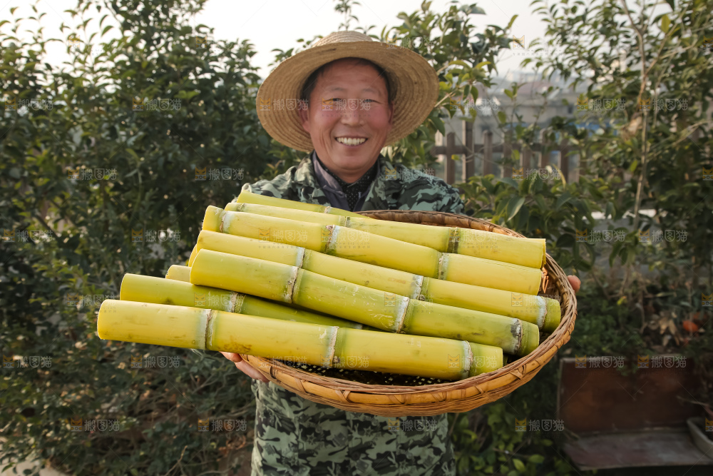 新鲜的青皮甘蔗