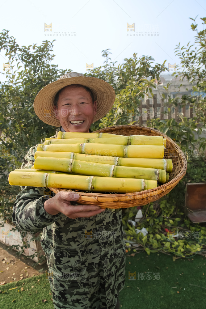 新鲜的青皮甘蔗