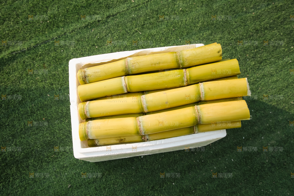 新鲜的青皮甘蔗