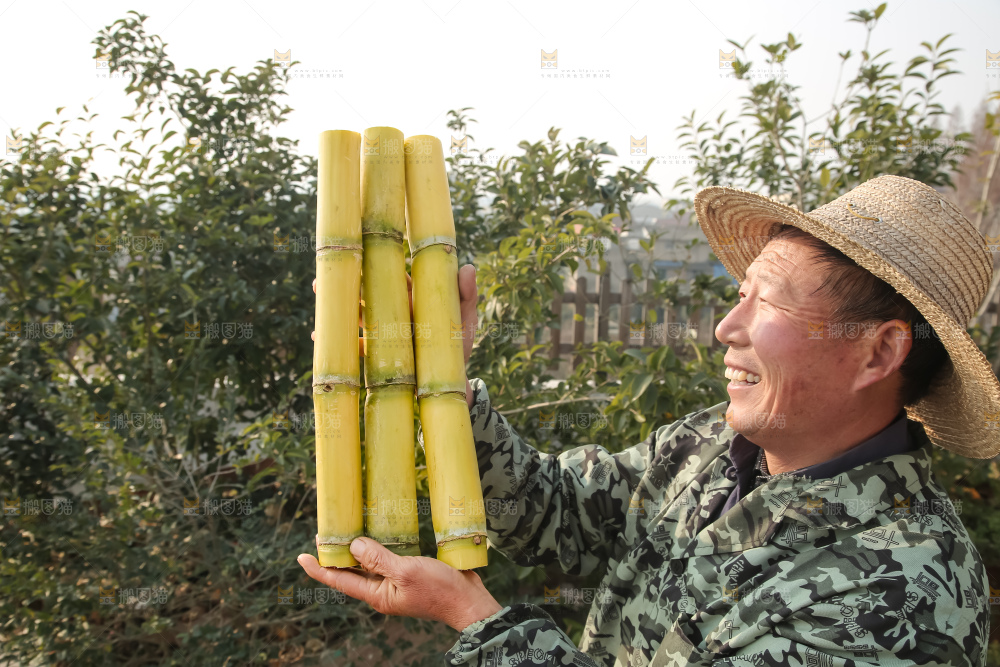 新鲜的青皮甘蔗