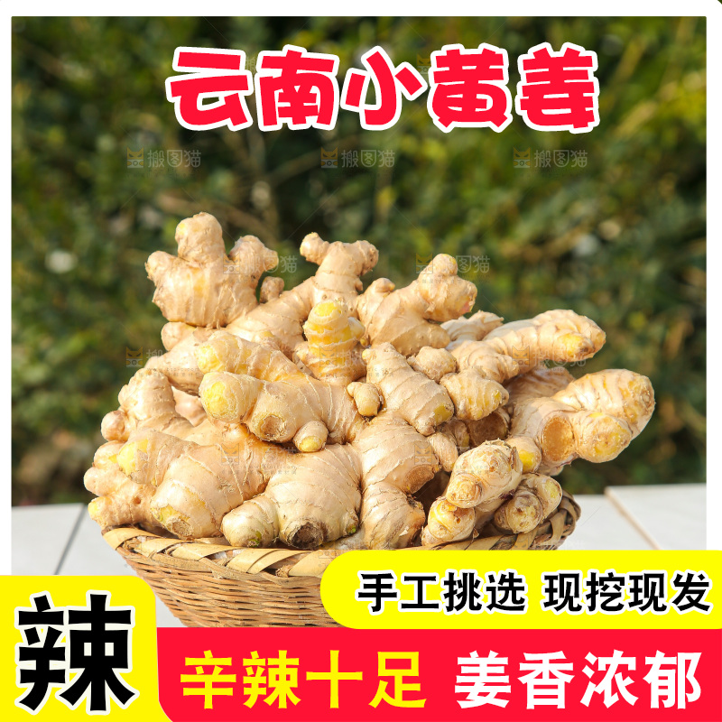 浅底上的小黄姜