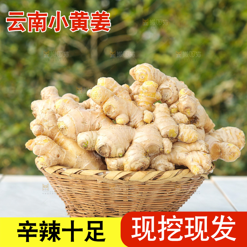 浅底上的小黄姜