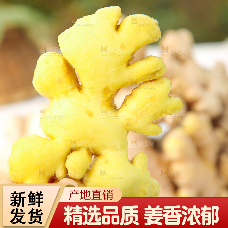 浅底上的小黄姜