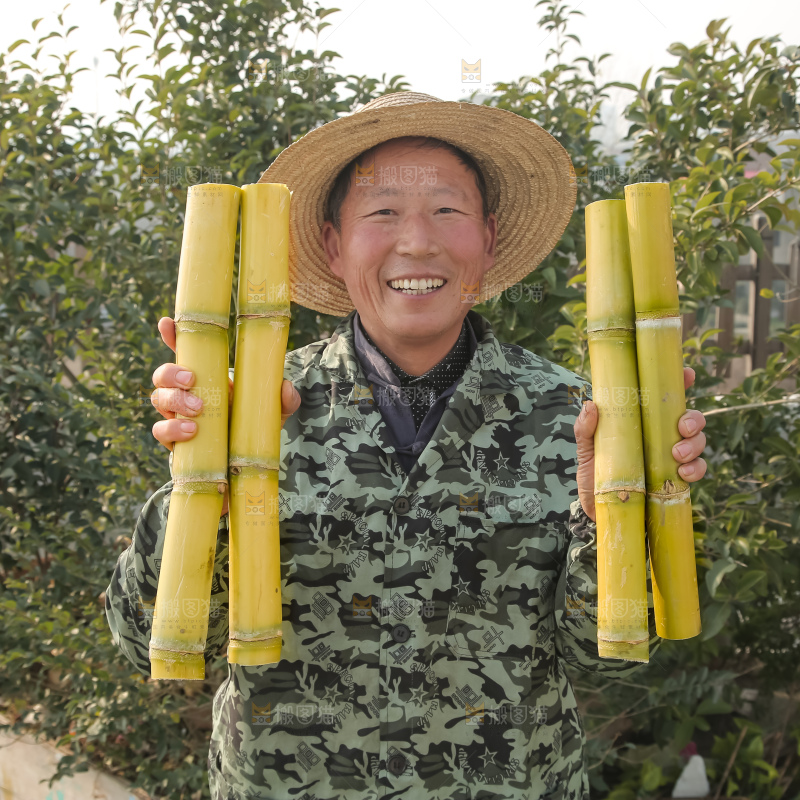 新鲜的青皮甘蔗