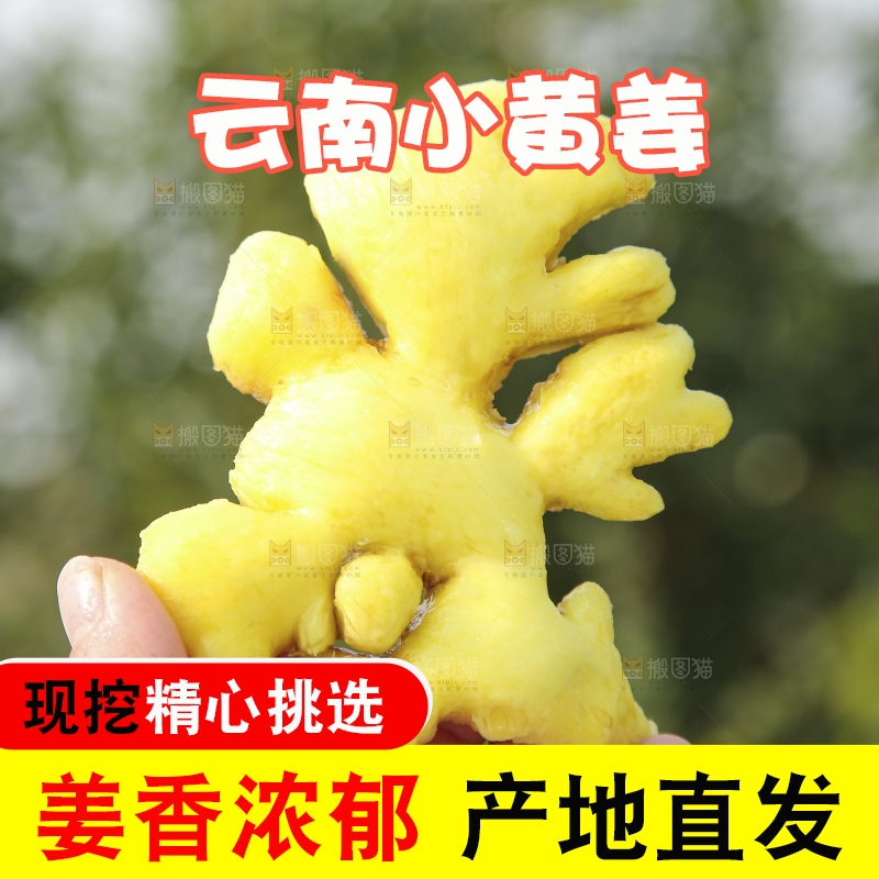 浅底上的小黄姜