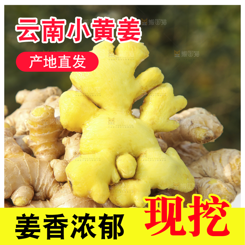 浅底上的小黄姜