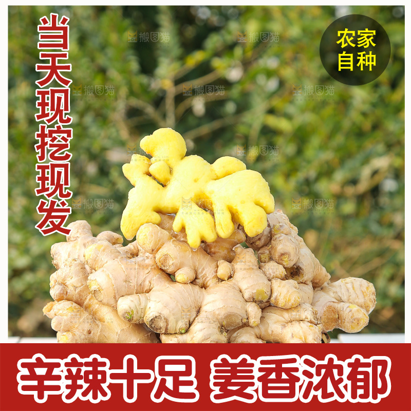 浅底上的小黄姜
