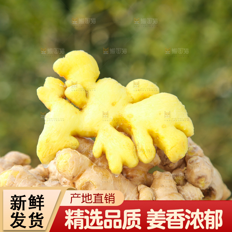 浅底上的小黄姜