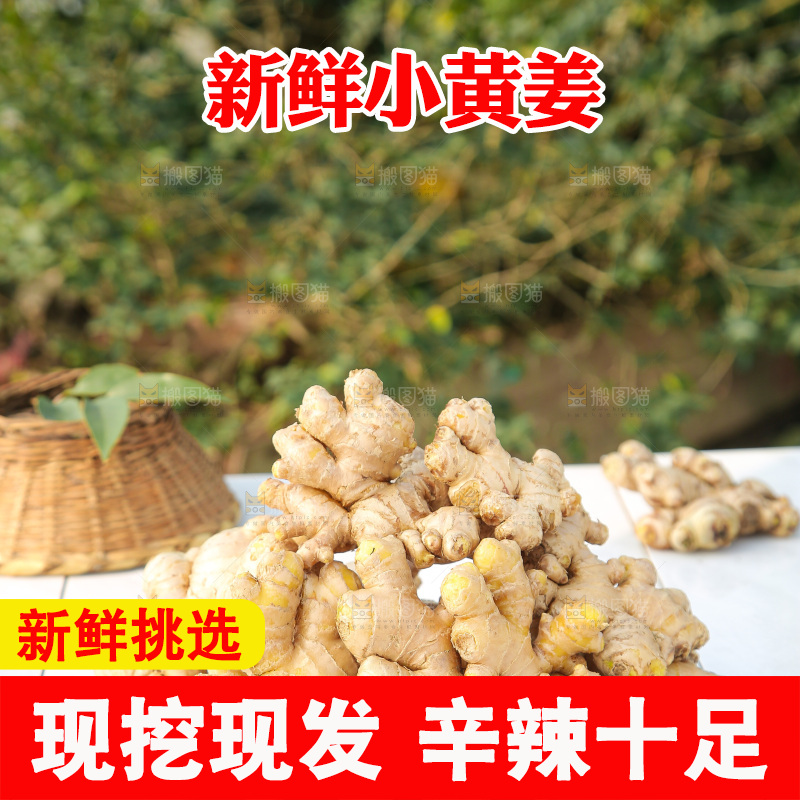 浅底上的小黄姜