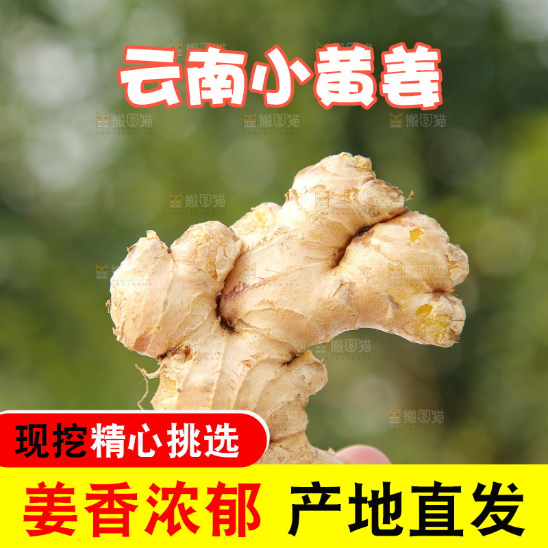 浅底上的小黄姜