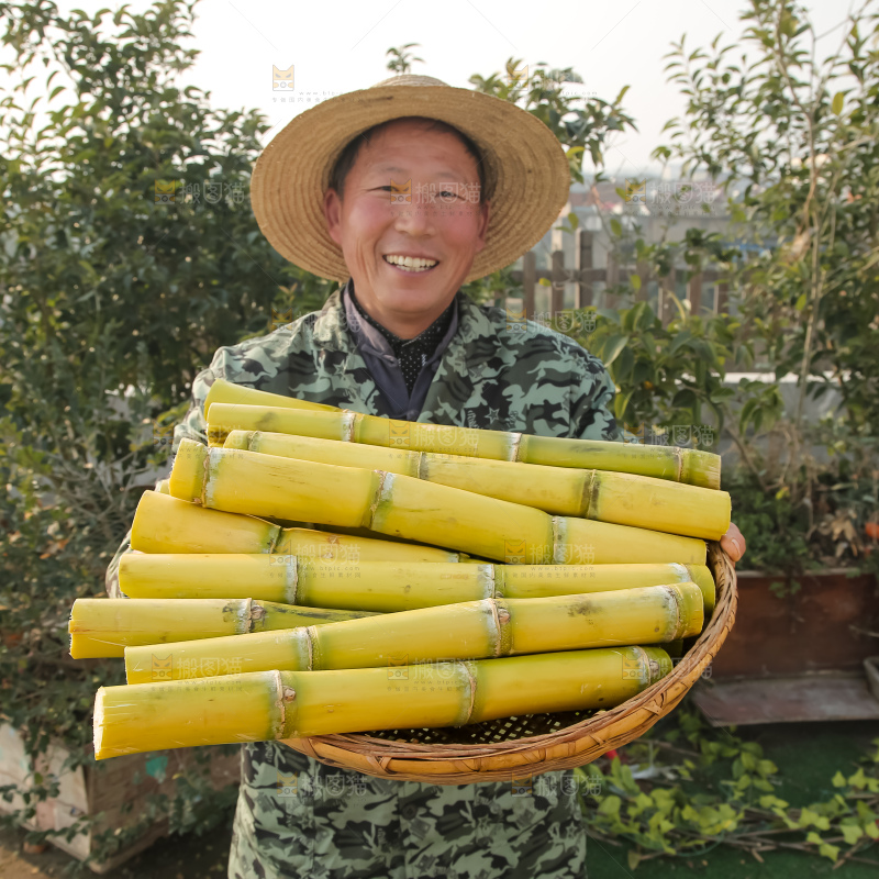 新鲜的青皮甘蔗