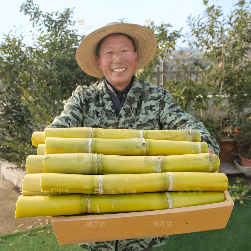 新鲜的青皮甘蔗