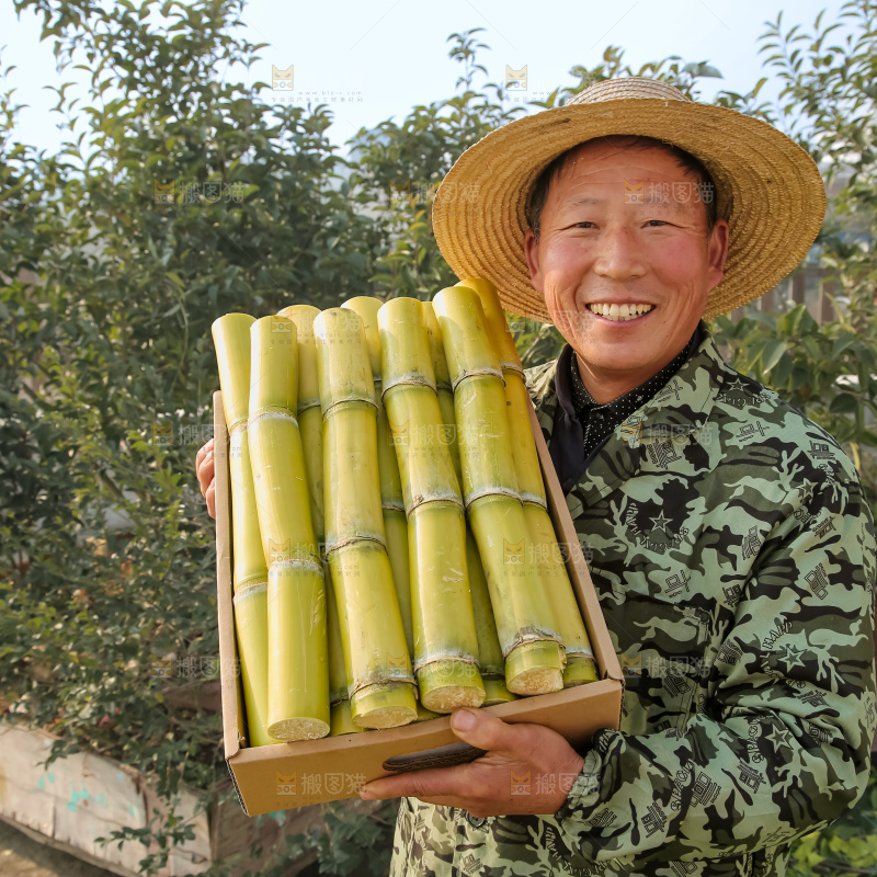 新鲜的青皮甘蔗