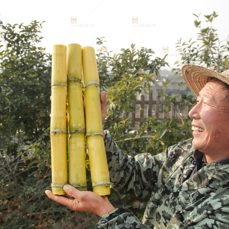 新鲜的青皮甘蔗