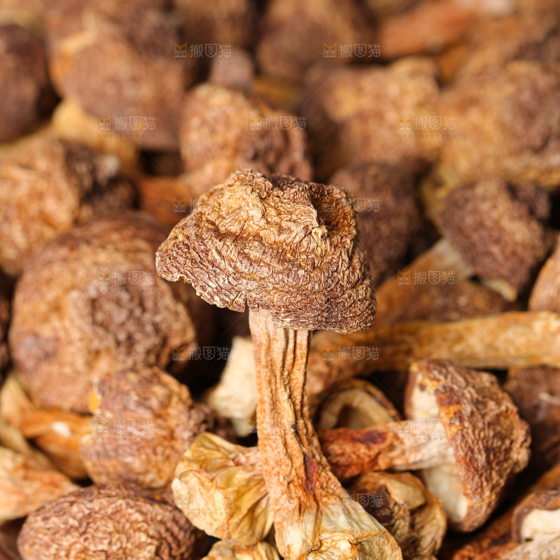 深底上的姬松茸