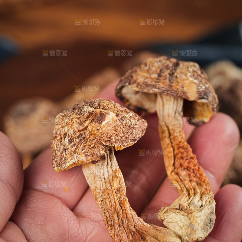 深底上的姬松茸