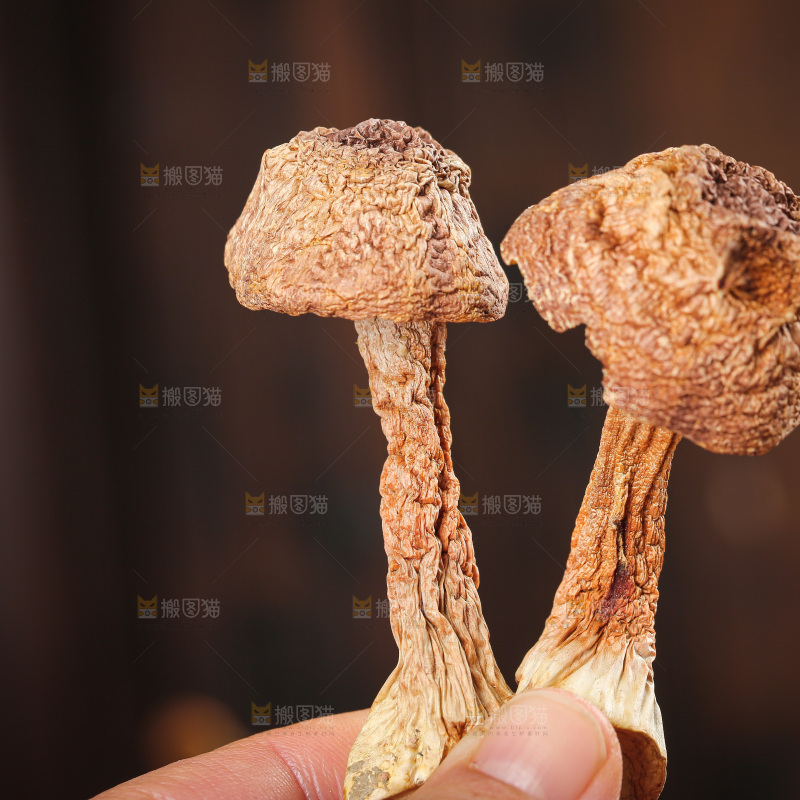 深底上的姬松茸