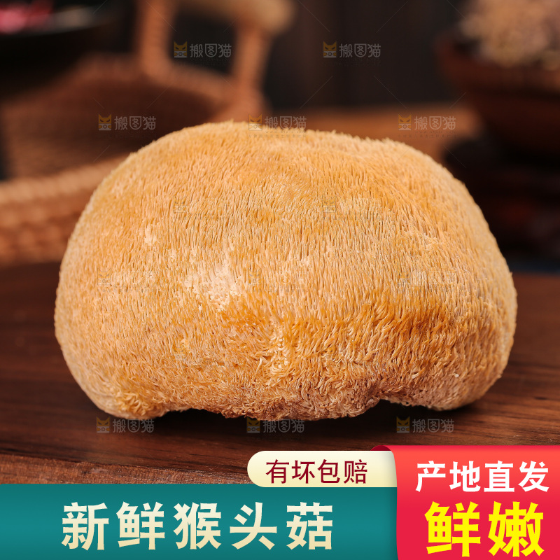 深底上的猴头菇