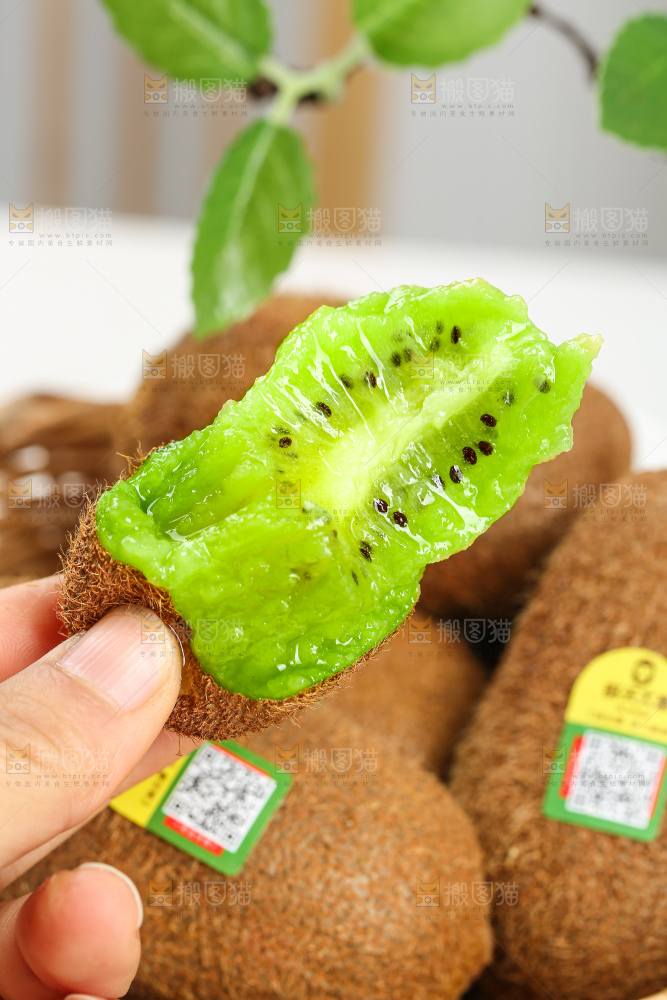 浅底上的修文猕猴桃