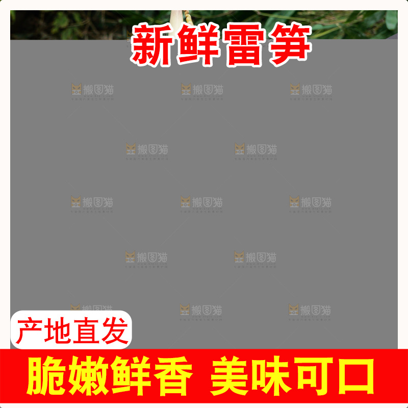 手里拿着新鲜的雷竹笋