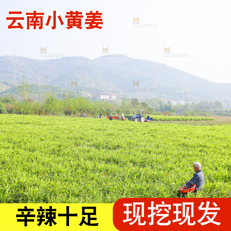 小黄姜产地
