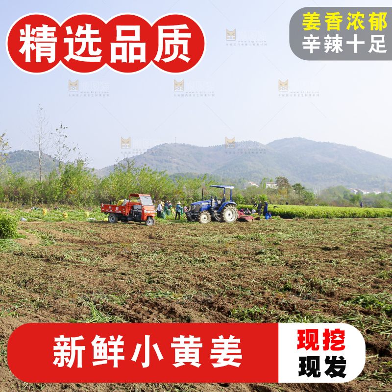 小黄姜产地