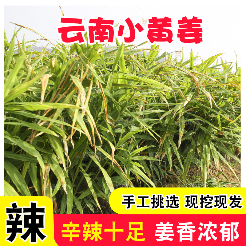 小黄姜产地