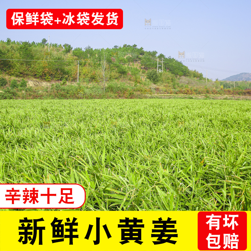 小黄姜产地