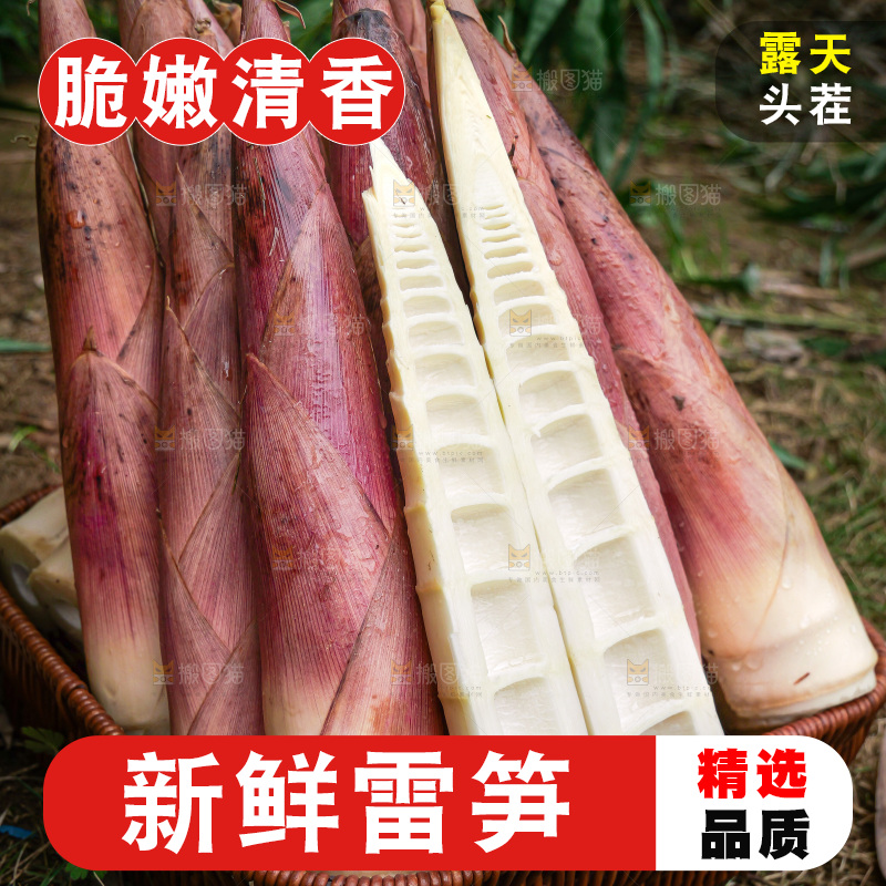 手里拿着新鲜的雷竹笋