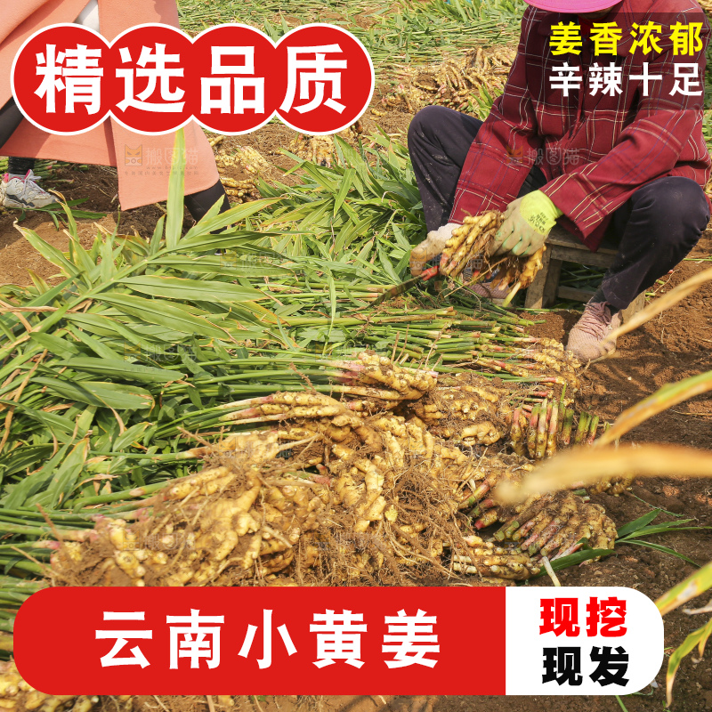 小黄姜产地
