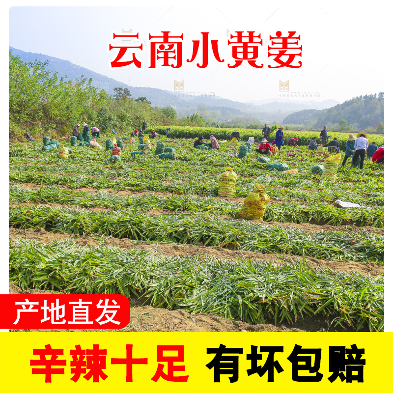 小黄姜产地