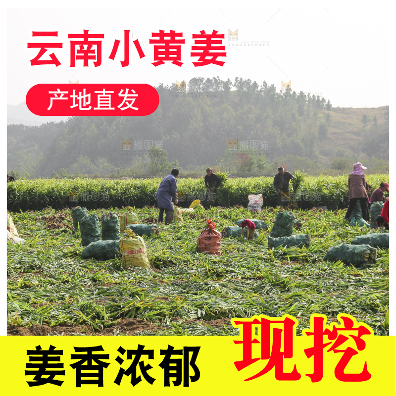 小黄姜产地