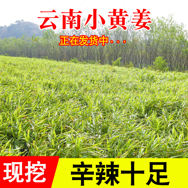 小黄姜产地