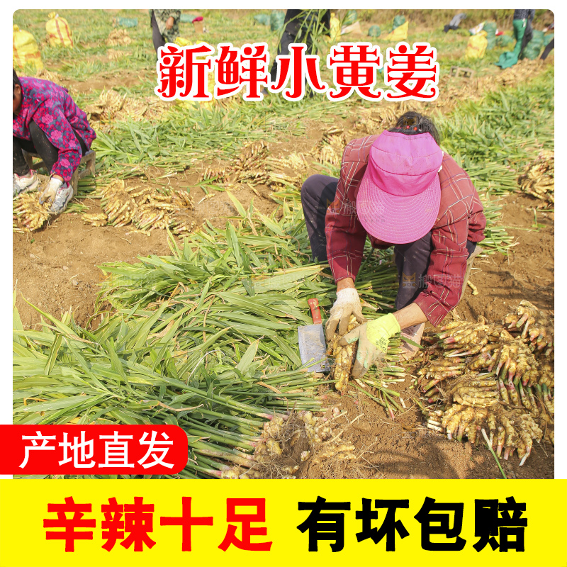 小黄姜产地