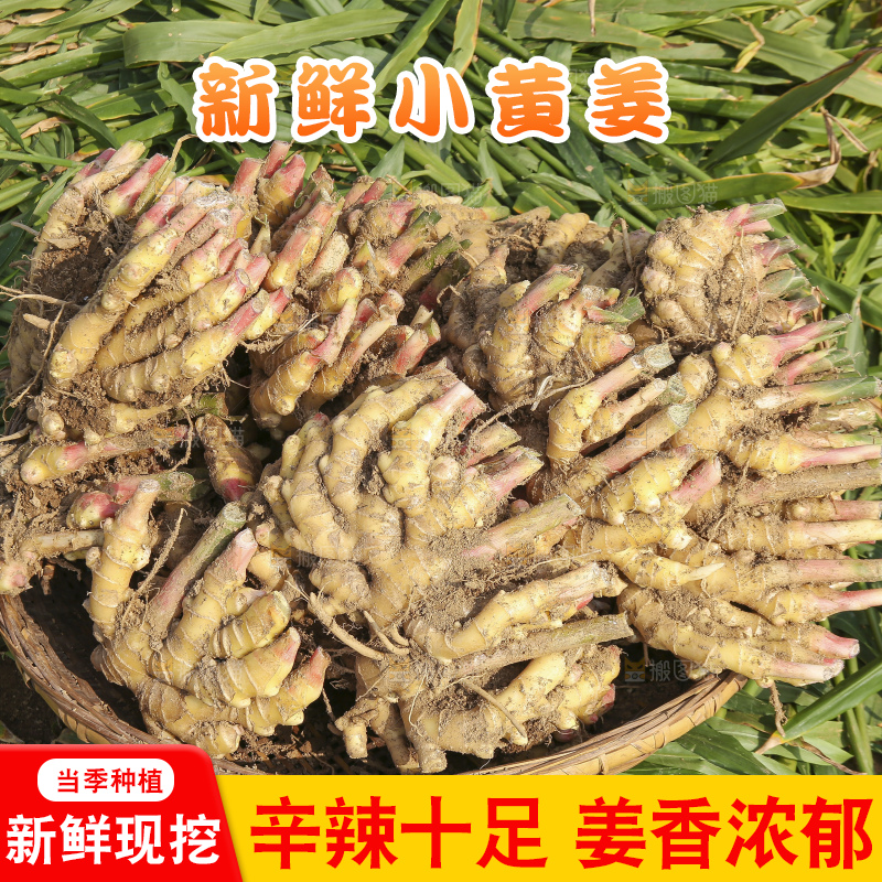 小黄姜产地